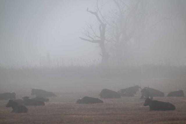 Camargue bulls in the early morning fog