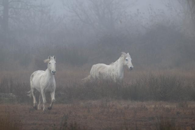 The wild horses of the Camargue
