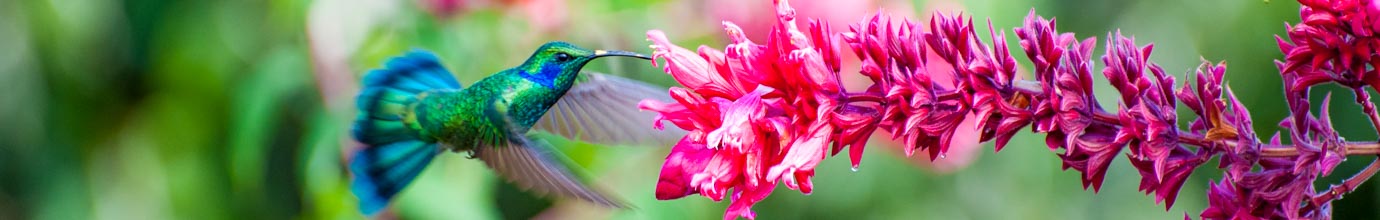 Photographs of hummingbirds