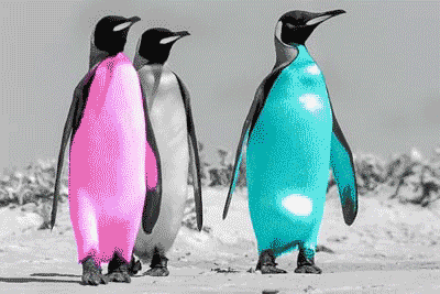 Penguins on the Falklands