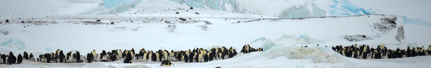 Images of emperor penguins