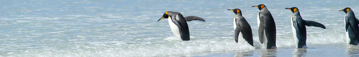 Pictures of king penguins