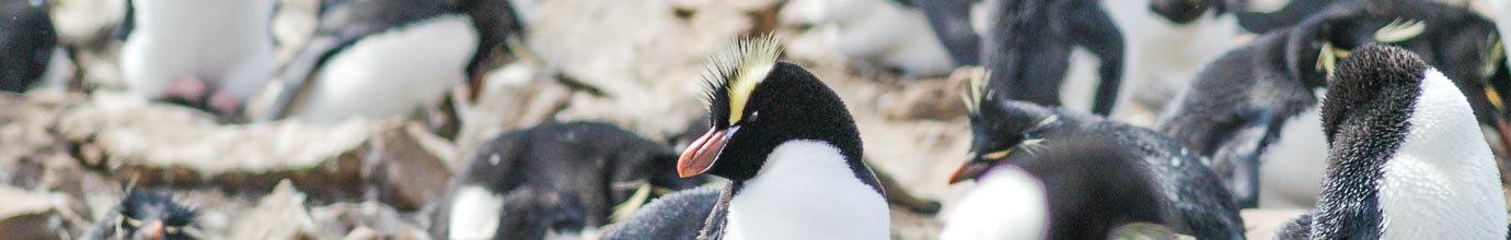Recordings of erect-crested penguins