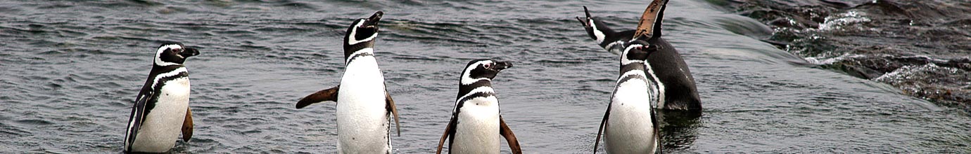Images of Magellanic penguins