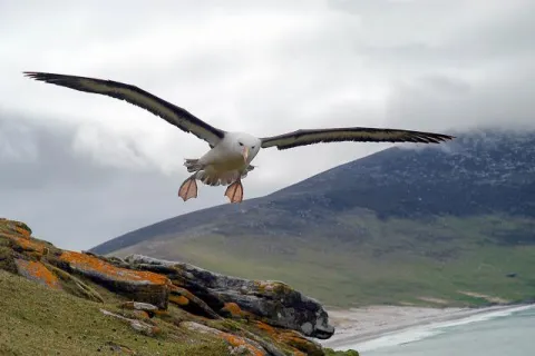 1. Platz Lumix Digitalfotos 2006: Schwarzbrauen-Albatros über Saunders, einer der Falkland-Inseln