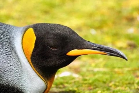 King penguin in profile