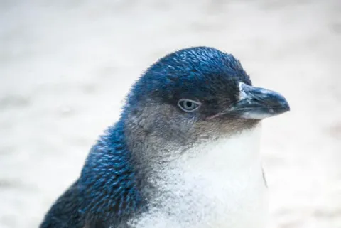 Little penguin - with the kind permission of the Cologne Zoo