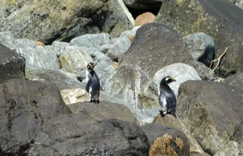 Fiordland penguins on the South Island of New Zealand