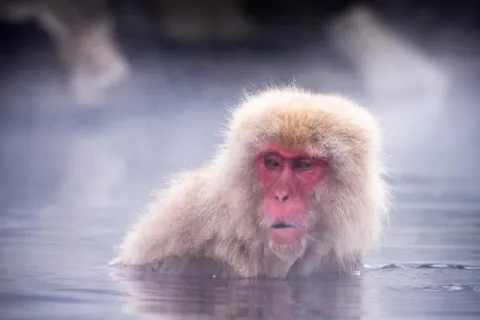 Snow monkey bathing in Yudanaka