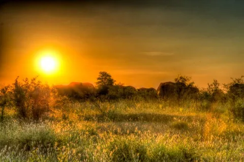Elefantenherde beim Sonnenuntergang
