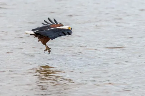 Fish eagle when fishing