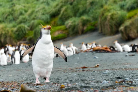 Royal penguin