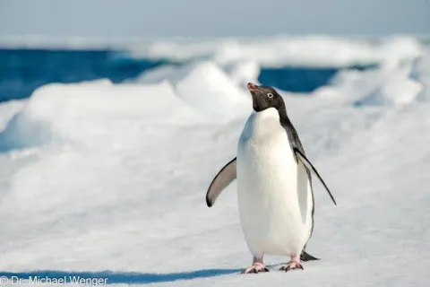 Adelie penguins in Antarctica
