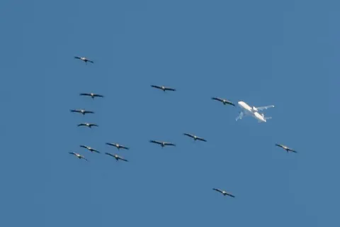 Cranes with plane
