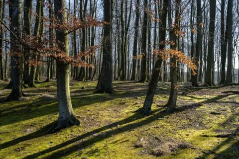 In the beech forests on Rügen