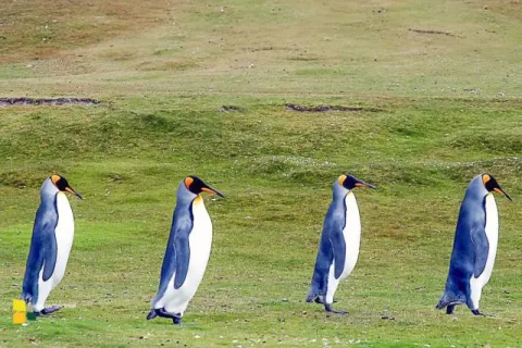 Pinguine auf dem Weg in das WEB3