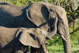 Elephants in Swaziland