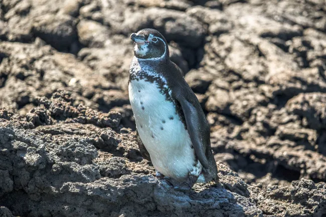 Galapagos-Pinguin