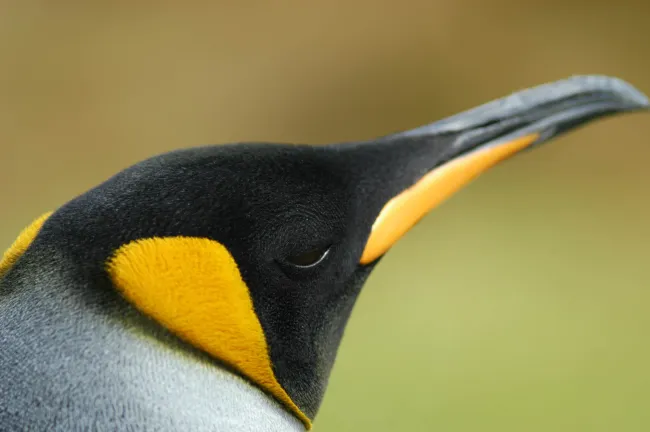 King penguin at Volunteerpoint, east island of the Falklands