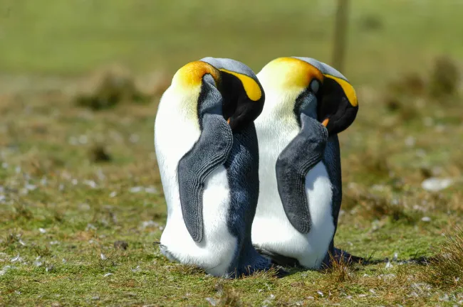 Königspinguin am Volunteerpoint, Ostinsel der Falklands