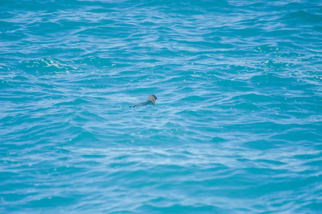 Zwergpinguin im Meer bei Neuseeland