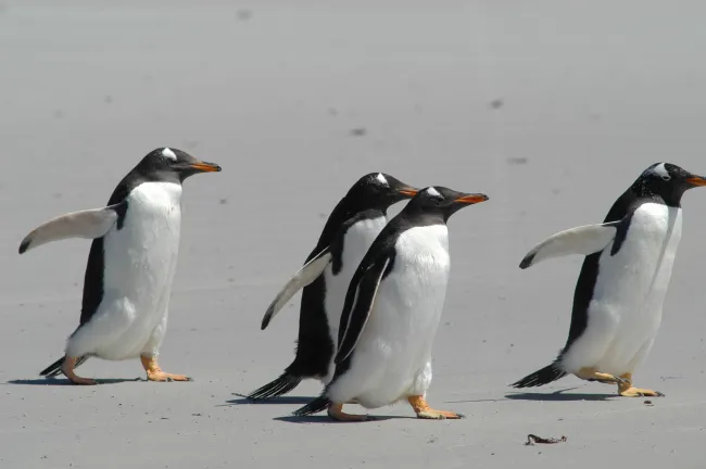 Gentoo penguins at Volunteer Point, Eastern Falkland