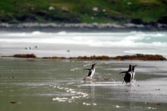 Gentoo penguins at Volunteer Point, Eastern Falkland