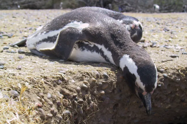 Magellan-Pinguine in Argentinien