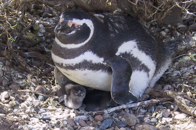 Magellan-Pinguine in Argentinien