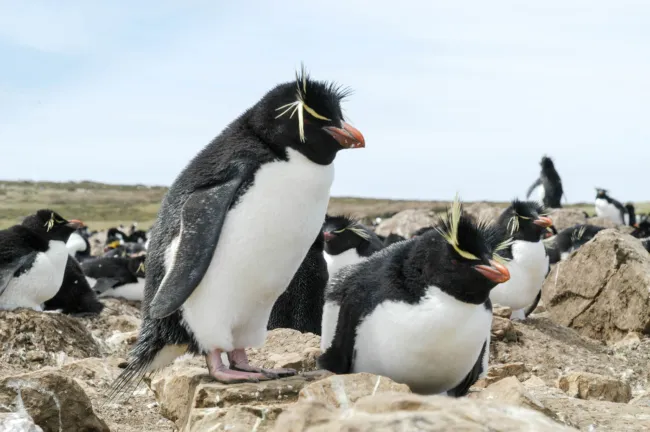 The rockhopper penguin colony on Pebble Island, one of the Falkland Islands