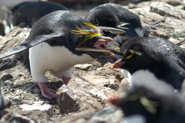 Macaroni Penguin on Pebble Island