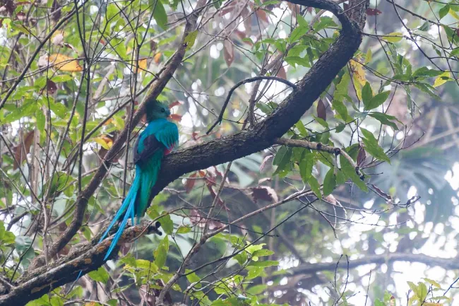 Quetzal in the jungle near Boquete