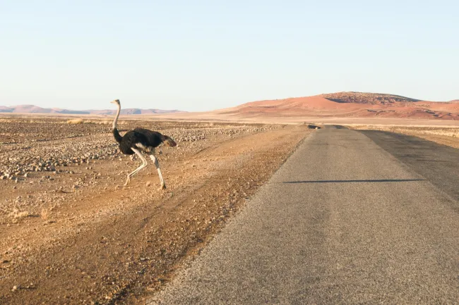 An ostrich crosses the road