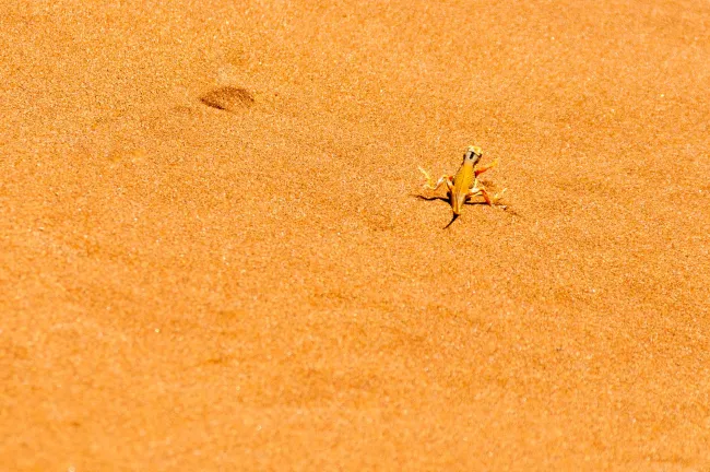 Eidechse in der Wüste Namib beim Kühlen der Gliedmaßen
