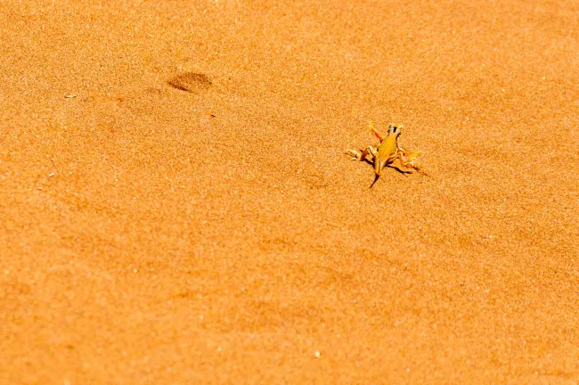 Lizard in the Namib Desert