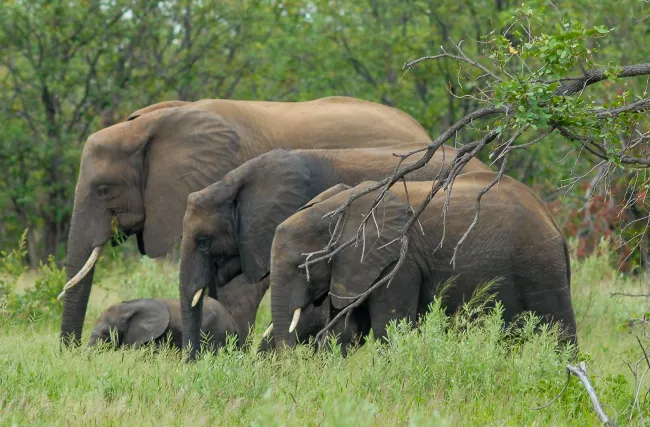Elephant family in the Kruger National Park