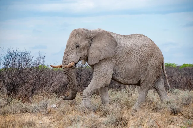 Elefanten in Namibia