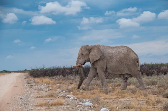 Elefanten in Namibia