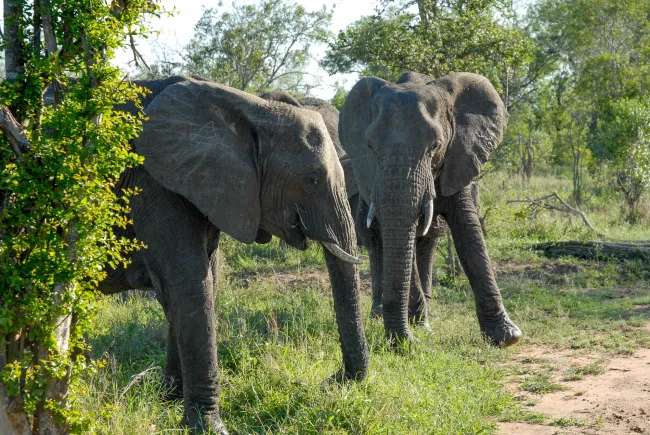 Elefanten in Swasiland