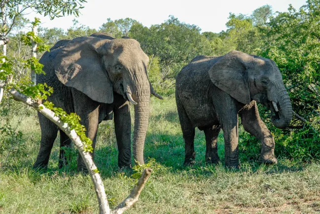Elefanten in Swasiland