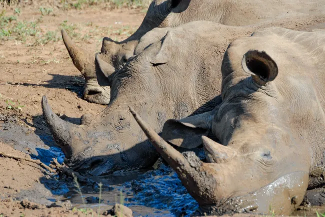White rhinos in Swaziland