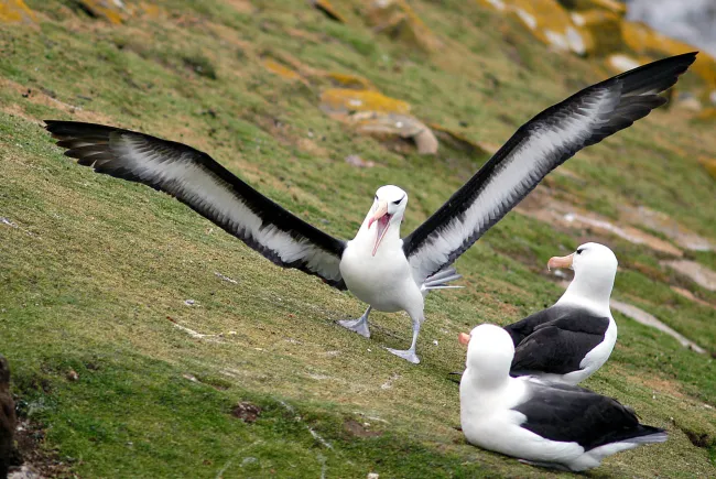 Schwarzbrauenalbatrosse auf den Falklands
