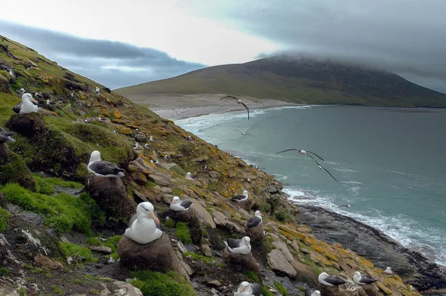 Albatroskolonie auf Saunders, eine der Falklandinseln