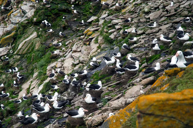 Schwarzbrauenalbatrosse auf den Falklands
