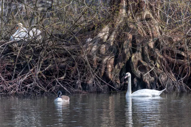 Mute swan and Canada goose in front of their nests in the root system