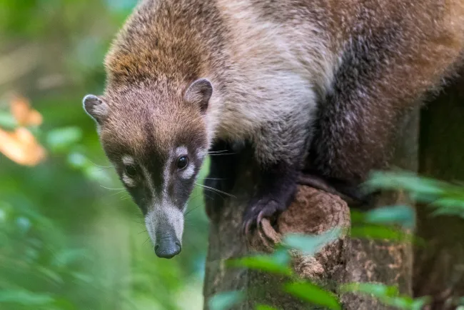 Coati looking for food on the ground in the jungle near Villahermosa