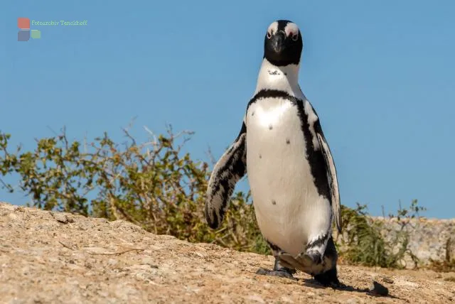 African penguins at "Boulders Beach" in South Africa