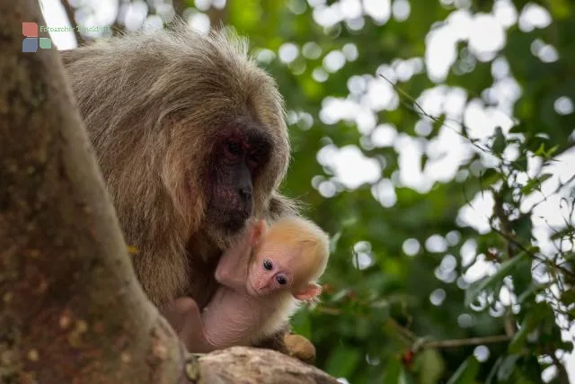 Bear macaque on Isla de los Monos
