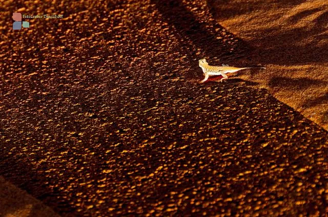 Eidechse in der Wüste Namib