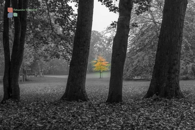 Ein Ahornbaum im Schlosspark von Husum